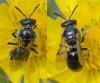 Lasioglossum sp.